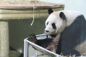 Tian Tian & Yang Guang: Visiting in August and September