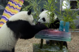 Happy First Birthday Mei Lun & Mei Huan