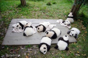 9 cubs from 6 panda mothers in Chengdu