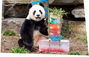 Westpac Panda Bear's Picnic