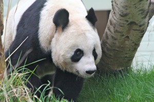 Tian Tian's hormone levels have returned to normal