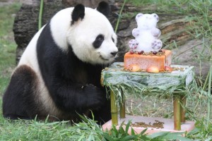 Zoo Madrid's Panda Birthday Party 2014