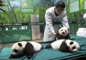 Ju Xiao's Triplets turn 100 days old