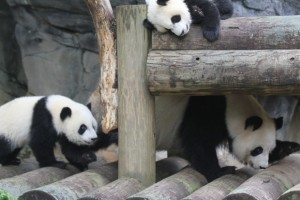 Mei Lun & Mei Huan become more playful