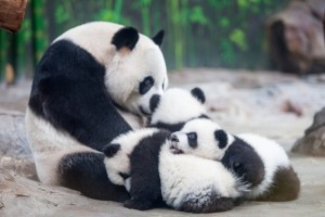 The triplets have been named