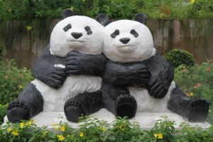 Central Governement will send a new panda pair to SAR Macau