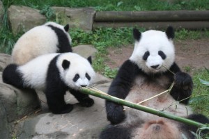 Mei Lun & Mei Huan will become an independent duo