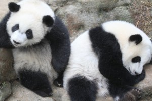 Mei Lun & Mei Huan have been weaned