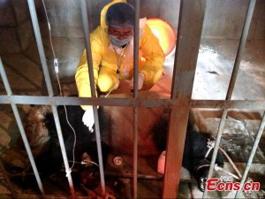 4 Pandas in Shaanxi die from canine distemper