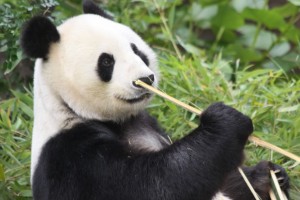 Bai Yun surprised San Diego Zoo's panda team