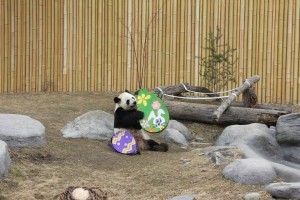 Da Mao & Er Shun love their Canadian enrichment