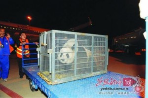 Yun Zi moved to the Shijiazhuang Zoo