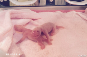 Ke Lin gave birth to the first panda twins of 2015