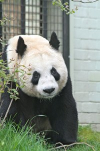 Edinburgh Zoo Panda Update: June 26, 2015