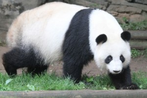 Lun Lun will not be artificially inseminated in 2015