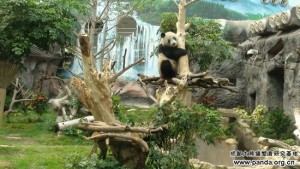 Macau's new panda pair debuts