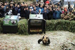 Ying Xue & Ba Xi were released in the wild