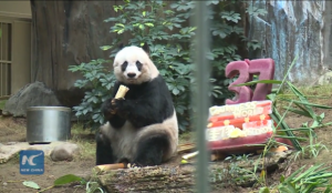 Jia Jia celebrates her 37th Birthday and Sets GUINNESS WORLD RECORDS™ Title for “Oldest Panda Ever in Captivity”