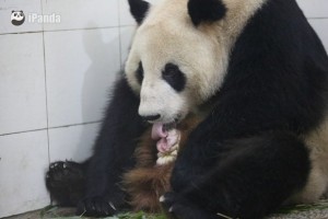Xi Xi, Si Xue & Xi Mei gave birth to a cub @ CCRCGP