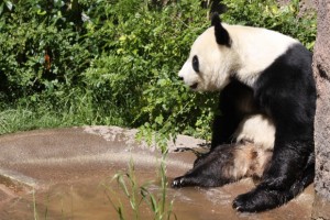 No Pregnancy for Bai Yun