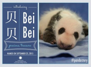 First ladies of People's Republic of China and United States of America name the giant panda cub at the Smithsonian's National Zoo