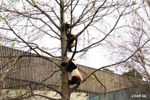 The 2015 Adelaide Zoo Giant Panda breeding season