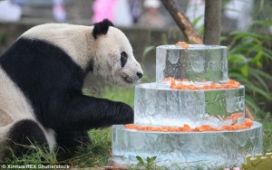 Pan Pan celebrates his 30th Birthday