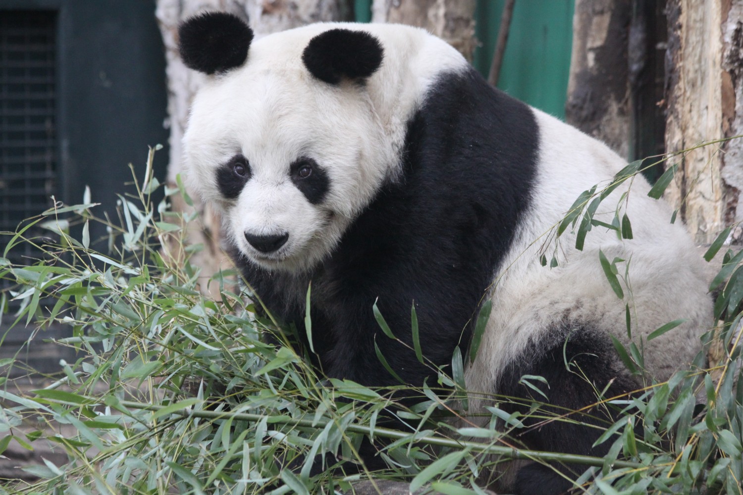 Панда живет в зоопарке