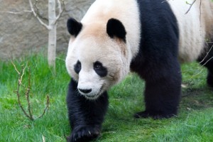 Giant pandas and stem cell research @ RZSS