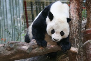 In San Diego Zoo's Pieceful Panda Canyon