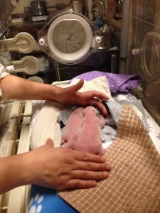 Er Shun gave birth to Canada's first giant panda cubs