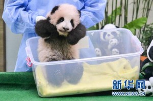 Malaysia's first panda cub made her debut