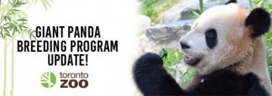Toronto Zoo Giant Panda Breeding Program Update – Day 3