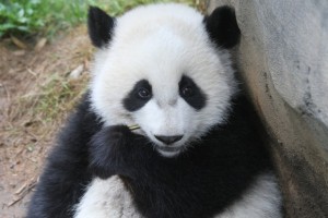Animal Planet launches Hi-Def Pandacam at Zoo Atlanta