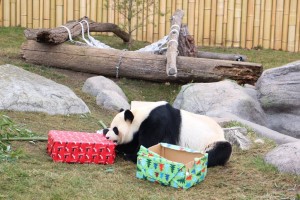 Da Mao opens his Christmas Gifts