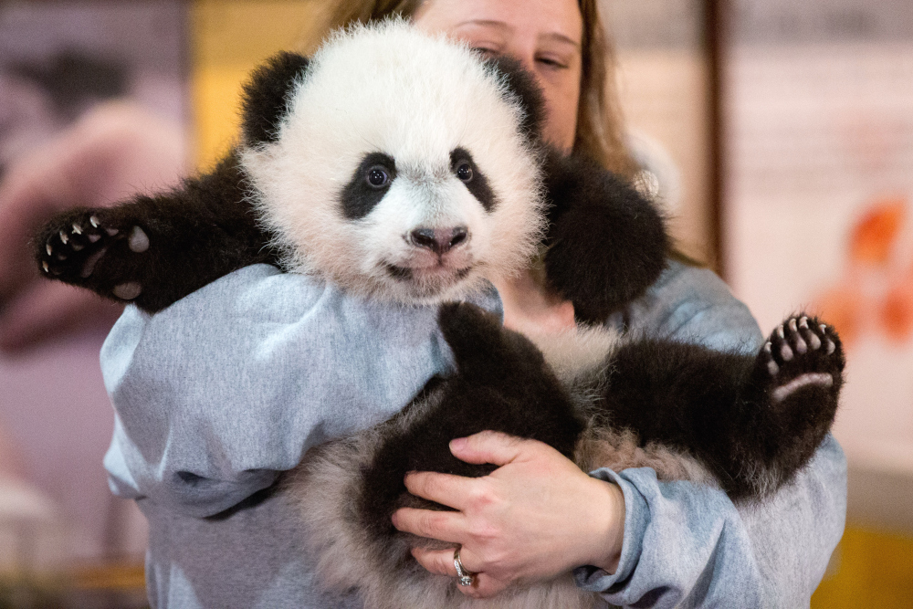 Bei Bei media debut