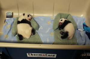 Toronto Zoo Twins Update - Week 6