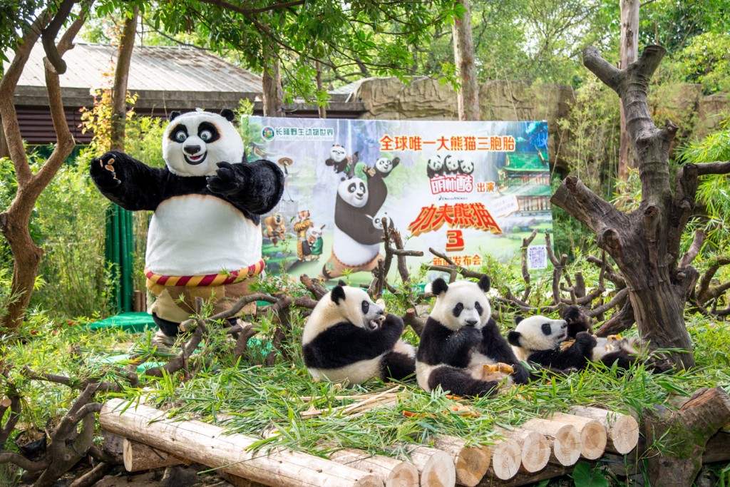 Po visits panda triplets @ Chimelong Safari Park