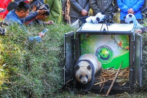 Hua Jiao reintroduced into the wild