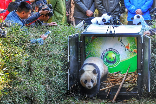 Hua Jiao released in the wild