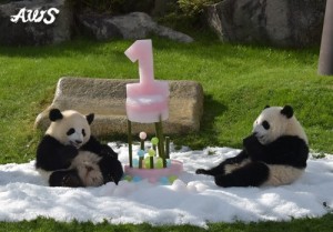 Ou Hin & Tou Hin celebrate their first birthday