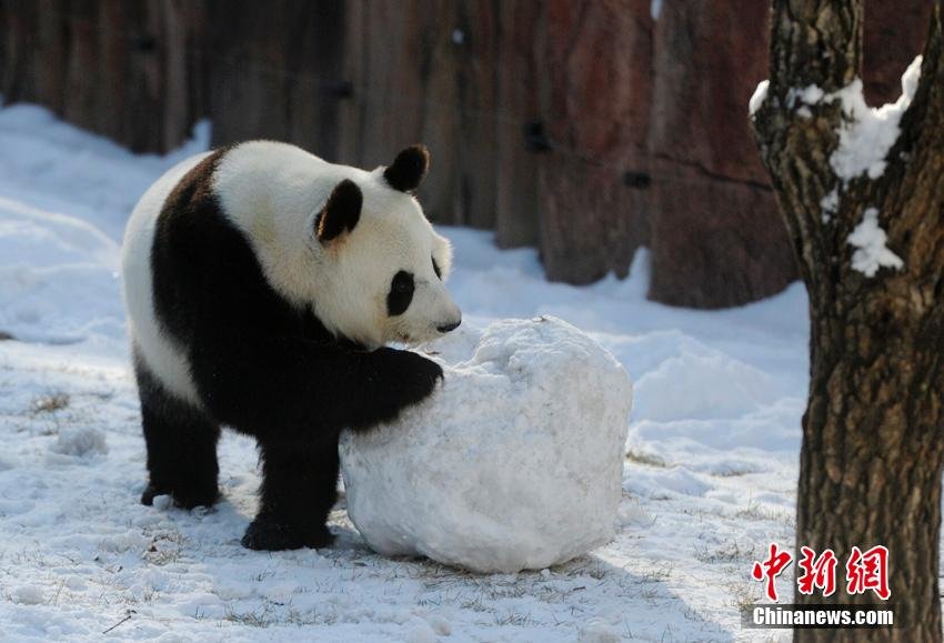 changchun-pandas