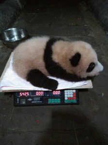 Chongqing Zoo names panda cub Tintin