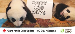 First 100 Days Of Toronto Zoo's Giant Panda Cubs