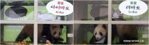 Giant panda pair arrives in South Korea