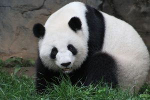 Atlanta panda breeding season peaks with artificial insemination for Lun Lun