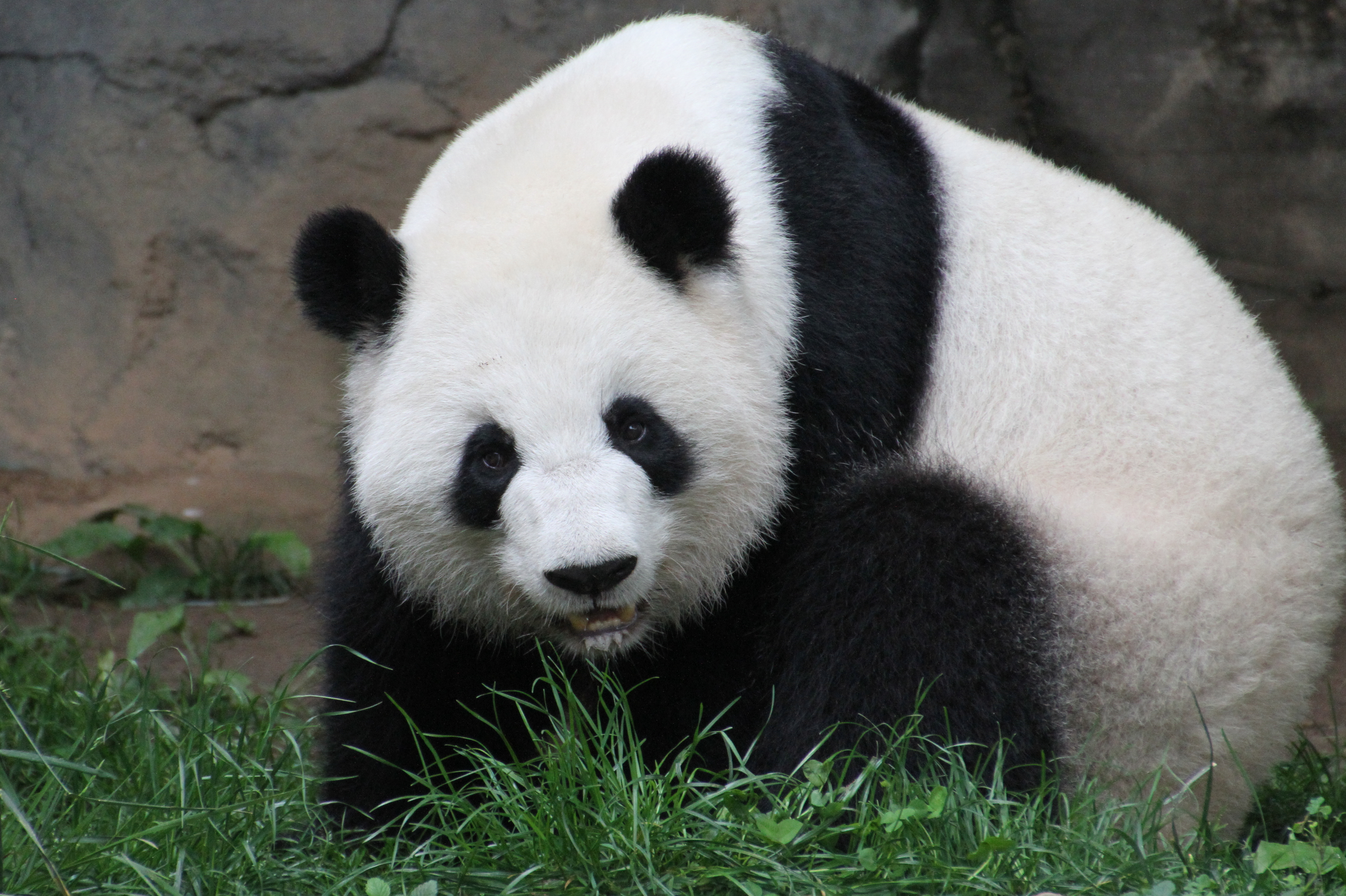 2014 05 19 Zoo Atlanta - Lun Lun, Mei Lun & Mei Huan 004