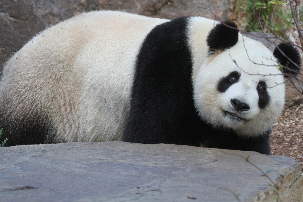 2014 09 19 Adelaide Zoo - Fu Ni 012