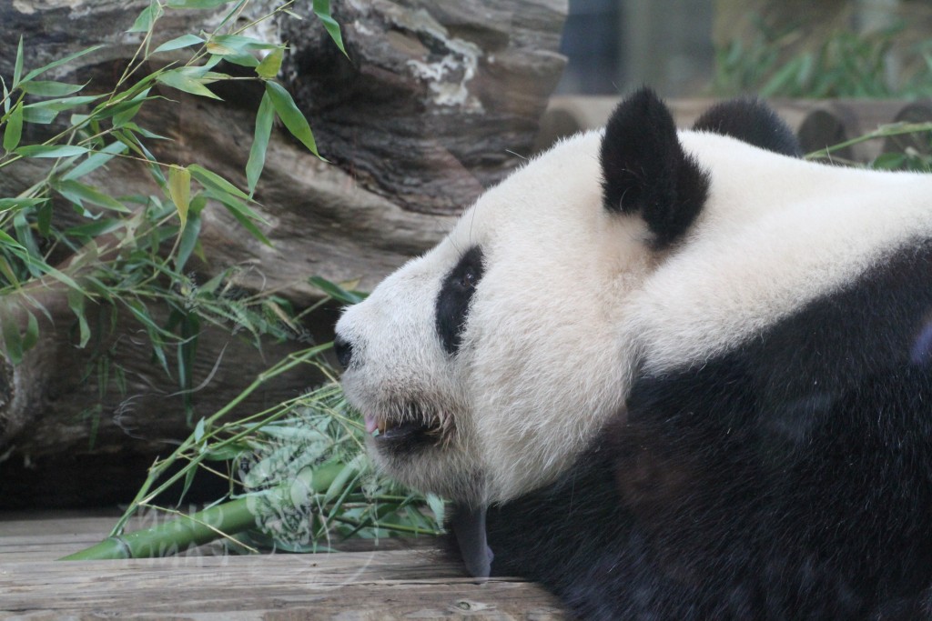 Ueno Zoo - Shin Shin 005