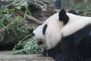 Ueno Zoo Giant Panda Breeding Season 2016